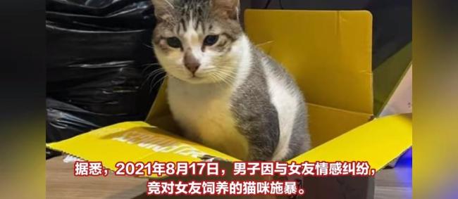 台湾男子虐杀猫咪被判刑7个月！因情感纠纷持棍殴打引众怒