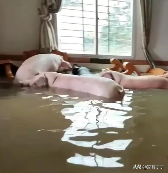 住户一楼被淹冲来8只猪 二师兄：没想到这辈子还能住上别墅了