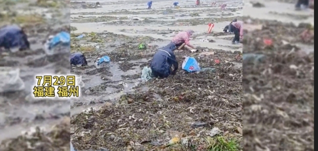 台风后众人捡虾捡到手软：一心一意埋头捡虾！