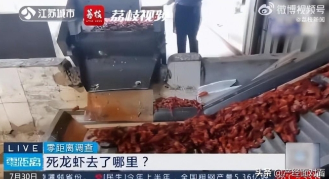 成吨死虾疑似被做成虾尾：1天加工5吨死龙虾