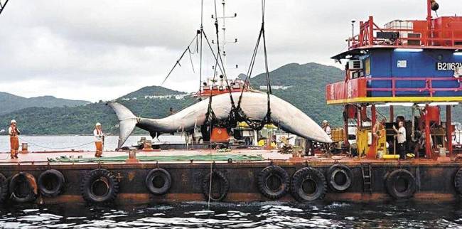 香港海域发现鲸鱼尸体 背部疑似被船只螺旋桨击伤