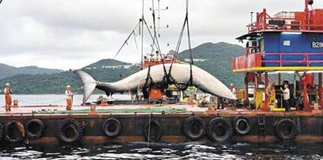 香港海域发现一鲸鱼尸体