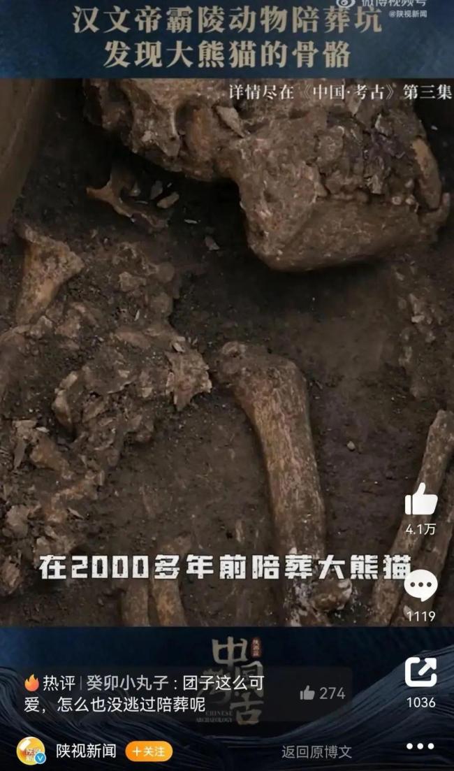考古新发现！古代帝陵惊现大熊猫骨骼 用大熊猫陪葬令人惊讶