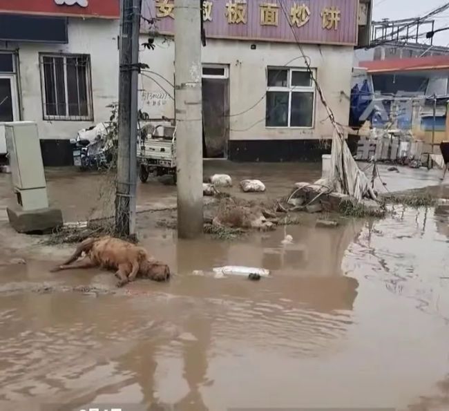 涿州中心城区已退水将大面积消杀 垃圾、动物尸体随处可见