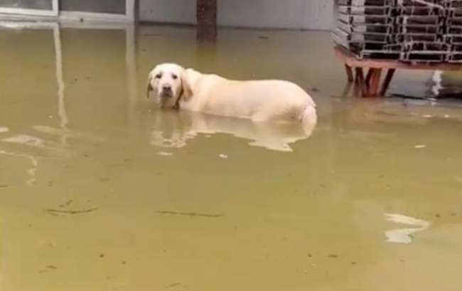 狗在洪水里泡了3天终于等来主人，茫然无措！