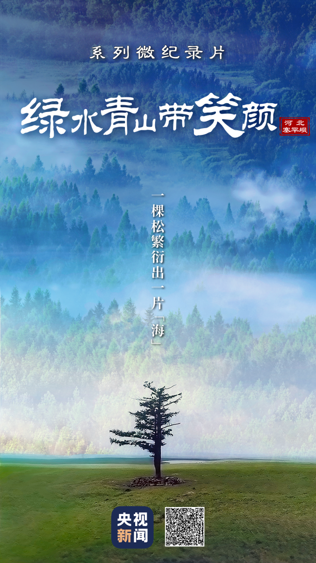 绿水青山带笑颜丨一棵松繁衍出一片“海”