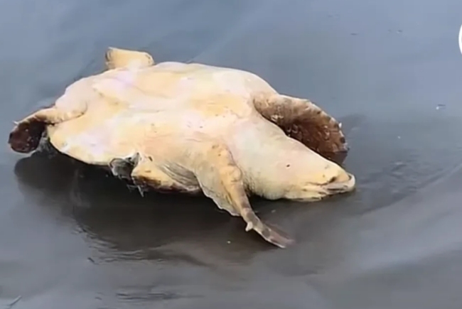日本一海滩现海龟尸体，或与日本核污水排海有关？