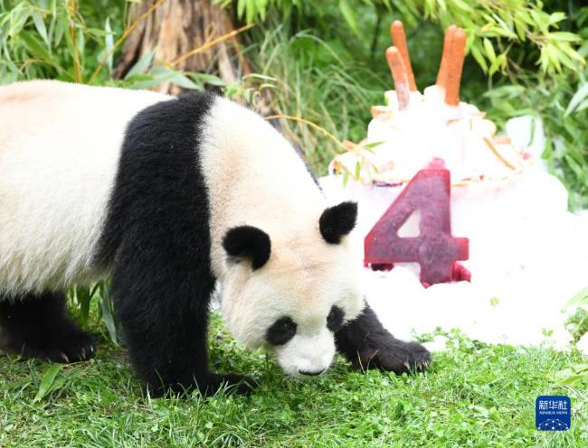 在德国出生的大熊猫双胞胎迎来4周岁生日