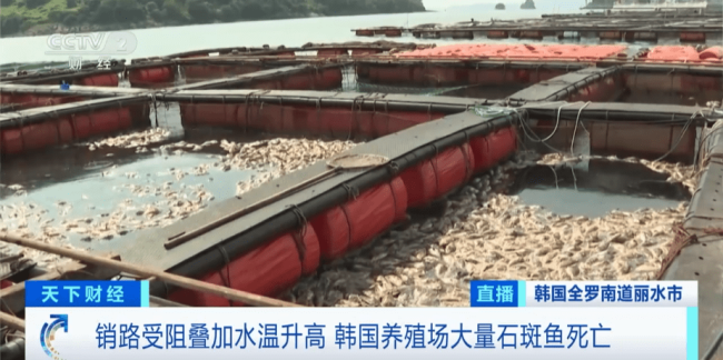 民众不愿意再购买水产品，韩国石斑鱼大量死亡