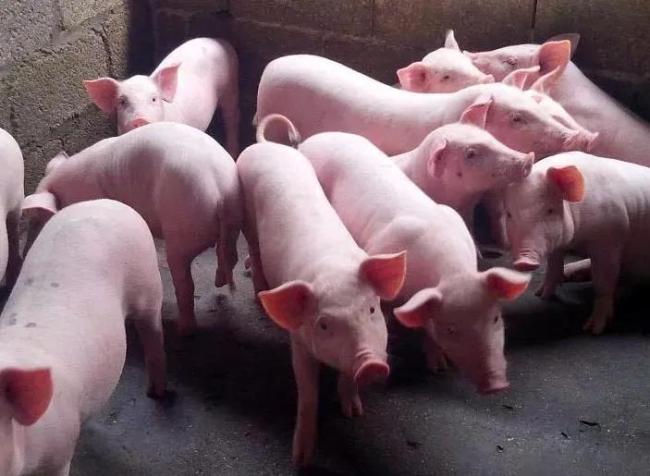 农民杀自家猪卖钱被罚10万合理吗？