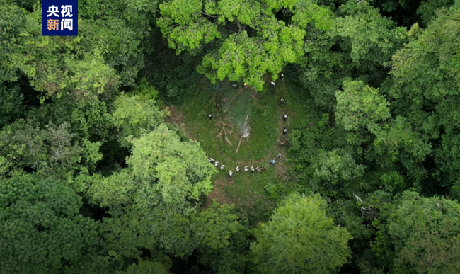 “普洱景邁山古茶林文化景觀”成功列入世界遺產