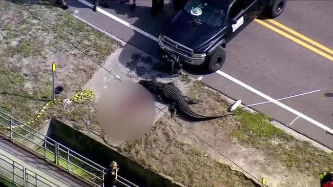 美国佛州街头现4米巨鳄 被发现时正在路边“吃人”