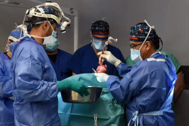 全球第2例猪心移植人体手术 现在接受者已能自主呼吸