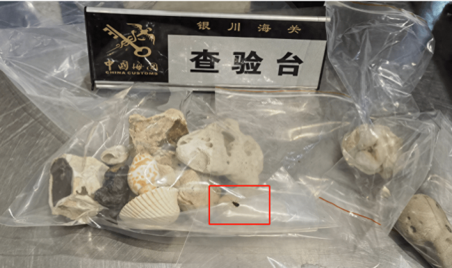 宁夏截获输入性病媒生物：繁殖能力强、携带多种细菌病毒