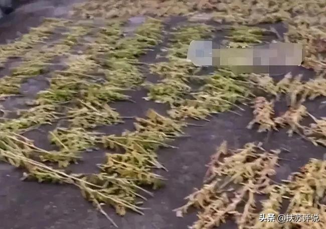 夫妻俩凌晨偷割半亩大豆被抓，失主大笑：不用自己割了