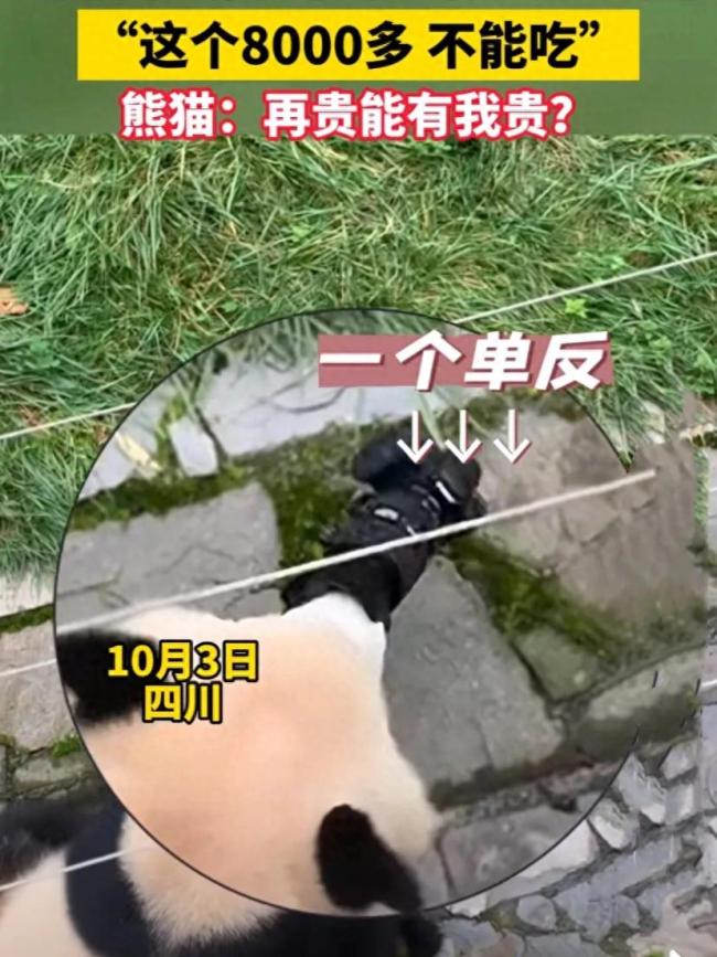 游客照相机被大熊猫捡走 还一度放到嘴边
