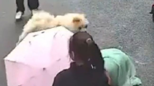 女子摸路边陌生狗被撕咬 倒地不起疑面部撕裂，店老板摊上事儿了