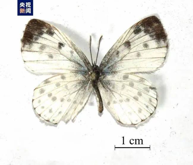 江西发现全球蝶类新物种，其分布区域极为狭窄，种群数量极为稀少