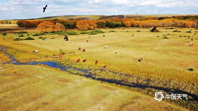 红与黄的色彩碰撞 河北草原天路秋景正盛