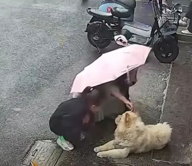 江苏女子摸狗遭咬后续 宠物犬主人：狗平常不咬人，会进行赔偿