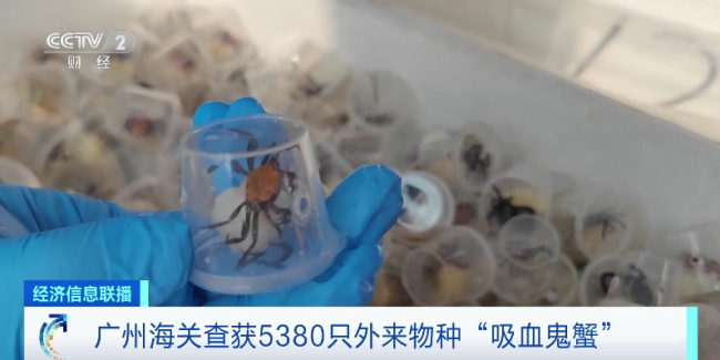 5000余只“恶魔蟹”被查获 因鲜艳色泽受到“异宠”爱好者喜爱