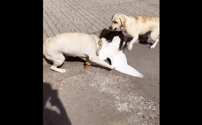 遭狗狗以多欺少撞飞大鹅气得直跺脚！