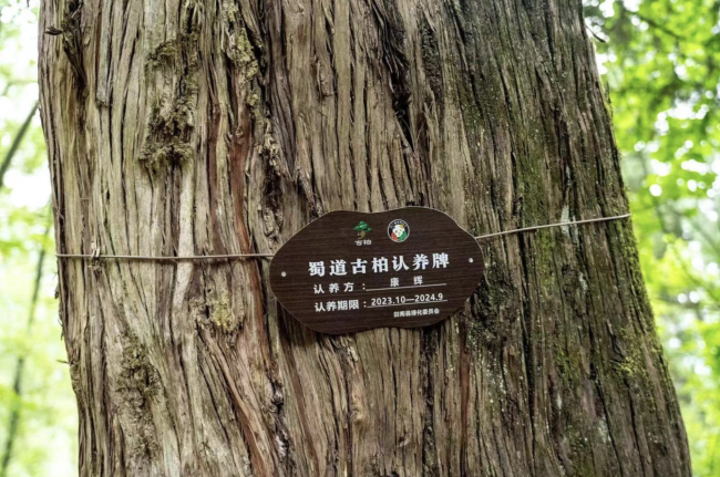 央视主持人康辉认养千年古柏，现身四川广元