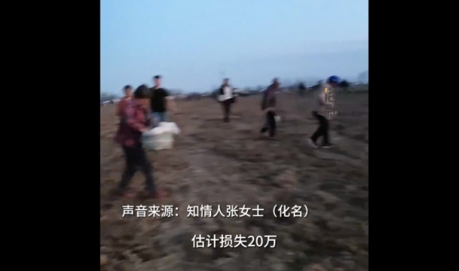 农民药材遭哄抢大哭：报警后才赶走