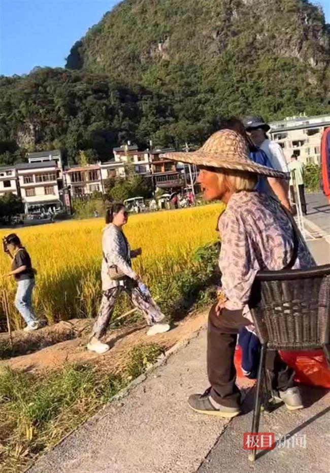将收获的稻子被游客踩坏农户老太生气呵斥