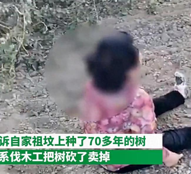 女子祖坟桑树被亲戚砍伐卖掉 警方：双方已签署和解协议
