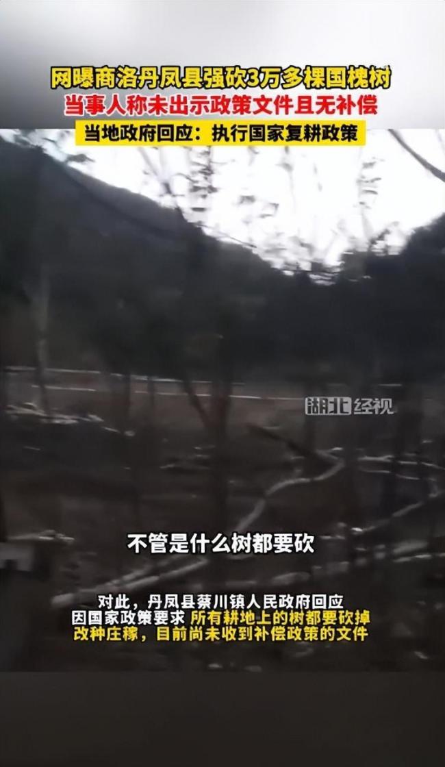 3万多棵国槐树被强行砍伐 当地回应耕地种树要砍掉，目前尚未收到补偿政策文件