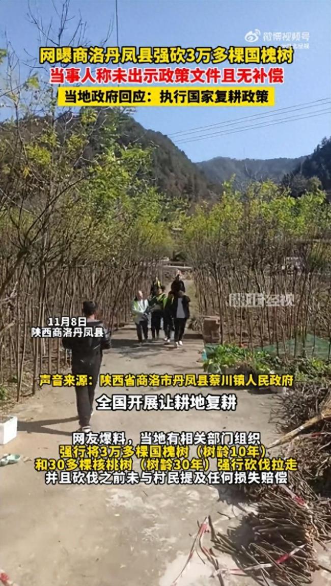 3万多棵国槐树被强行砍伐且无补偿！商洛当地回应：为执行国家复耕政策