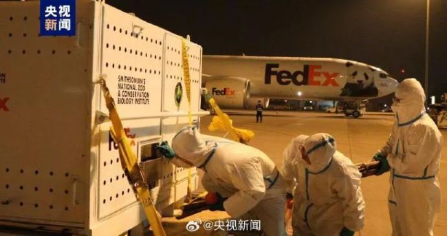 大熊猫美香一家回国 刚在机场落地就被排队投喂