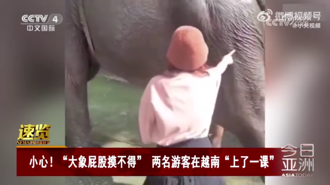 游客在越南摸大象被大象直接放倒