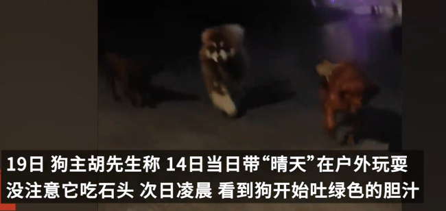宠物狗误食20多颗石头 主人回应：已拉出十多颗 曾吃过水银温度计