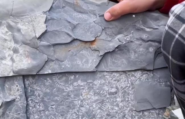 男孩爬山捡到“怪石头”,竟是5亿年前古生物化石