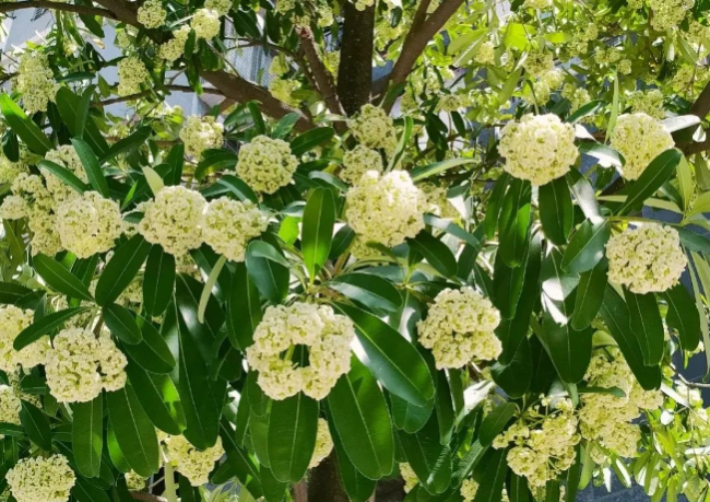 广州街头大批臭树集中开花臭不可闻主要还有毒性