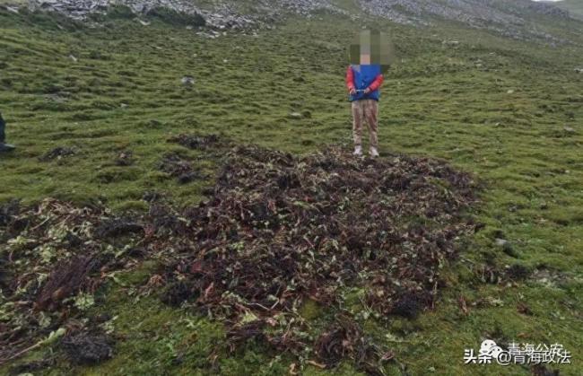 16人盜採近萬株野生紅景天被抓紅景天一旦被連根挖走就永遠不會再生