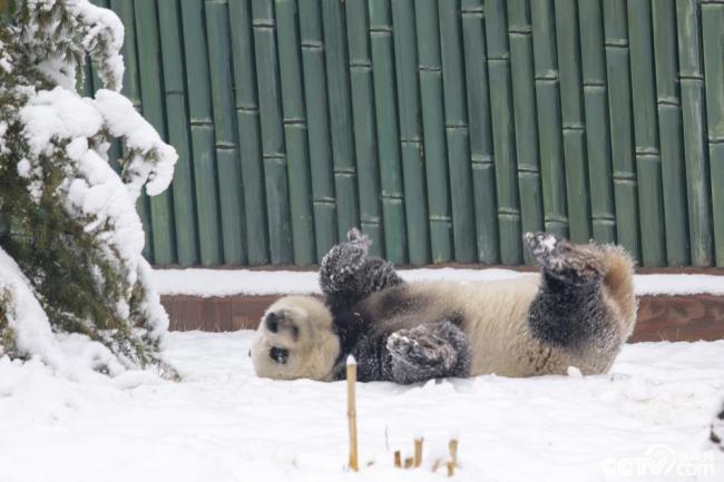 济南：大熊猫雪地撒欢