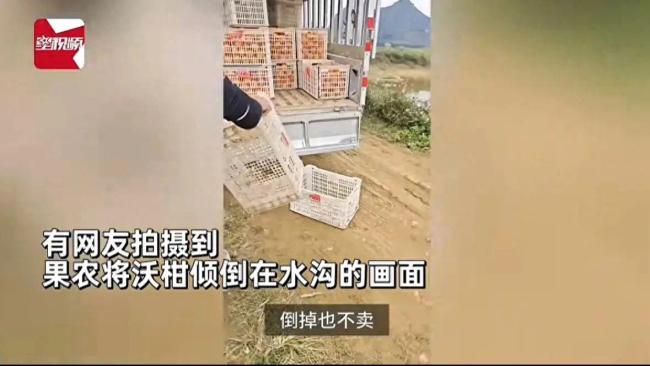 沃柑只收3毛一斤？果农无奈倒水沟：本都收不回 倒掉都不卖