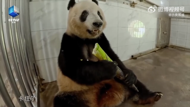 熊猫香香吃着吃着突然进入加载状态