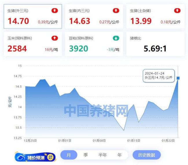 猪价“1夜破8”！这次涨到头了吗？