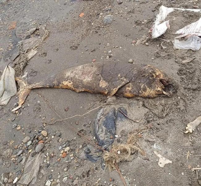 长江边发现江豚遗体嘴中有钩子和线 尸体将送检进一步研判死因等情况