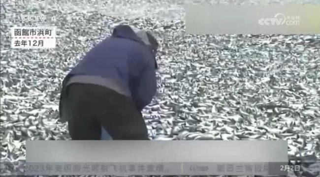 日本北海道海岸惊现大量鱼鳞鱼骨，绵延约400米，或与此前数千吨死鱼有关
