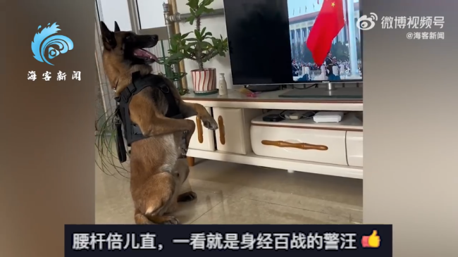 退役警犬看见升国旗正襟危坐