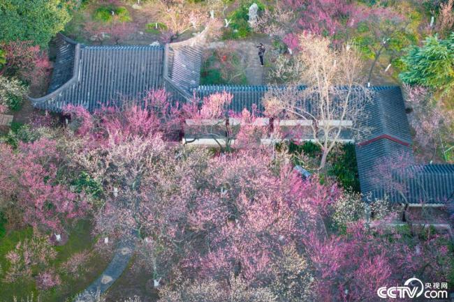 南京：雨花台风景区梅花绽放