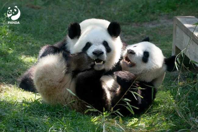 旅西大熊猫“冰星”“花嘴巴”平安归国抵达成都