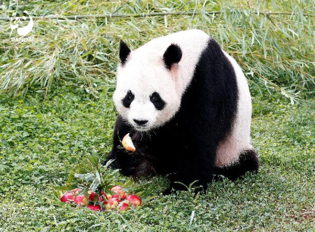 旅西大熊猫“冰星”“花嘴巴”平安归国抵达成都
