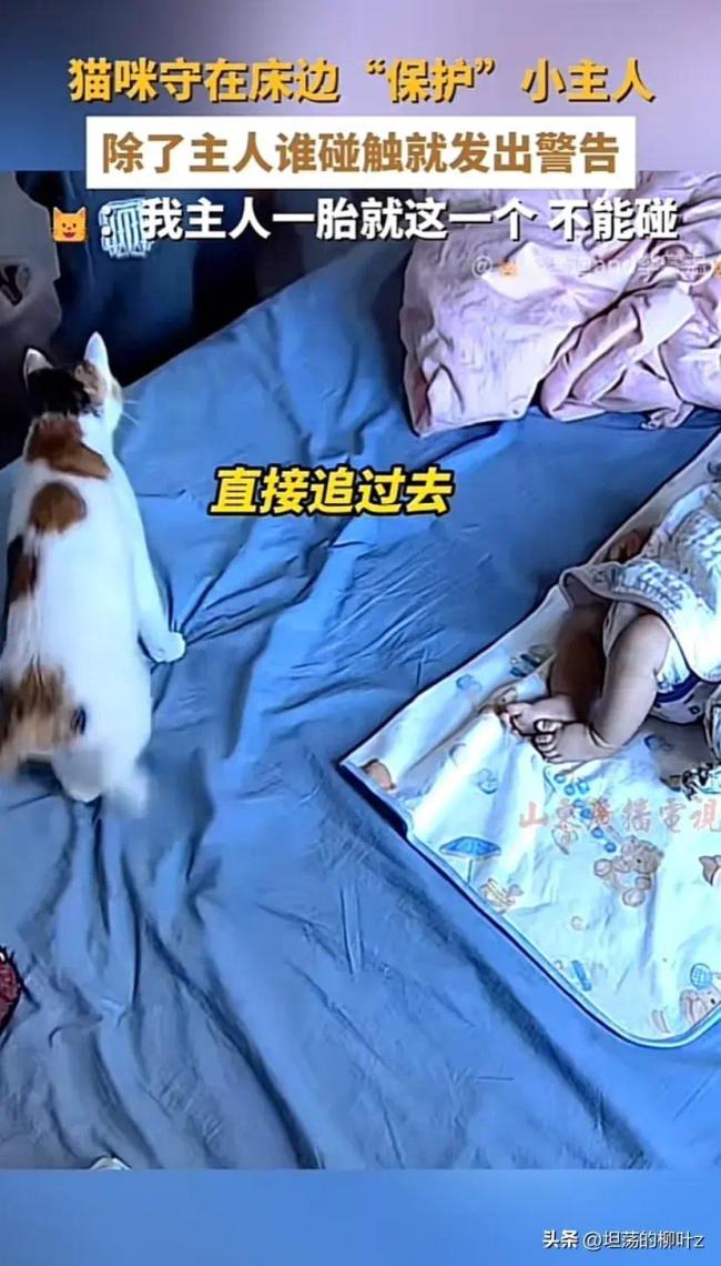 小猫守在床边保护小主人除了主人别人不能碰