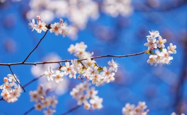 北京樱花和白玉兰何时开？花期预报请查收：3月23/24日
